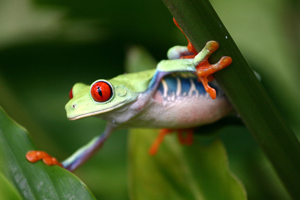 Green tree frog found during a wilderness first responder course in Costa Rica run by Boreal River Rescue.