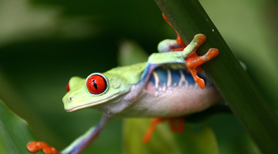 wilderness first responder course photos costa rica