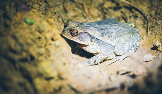 Image Thumbnail